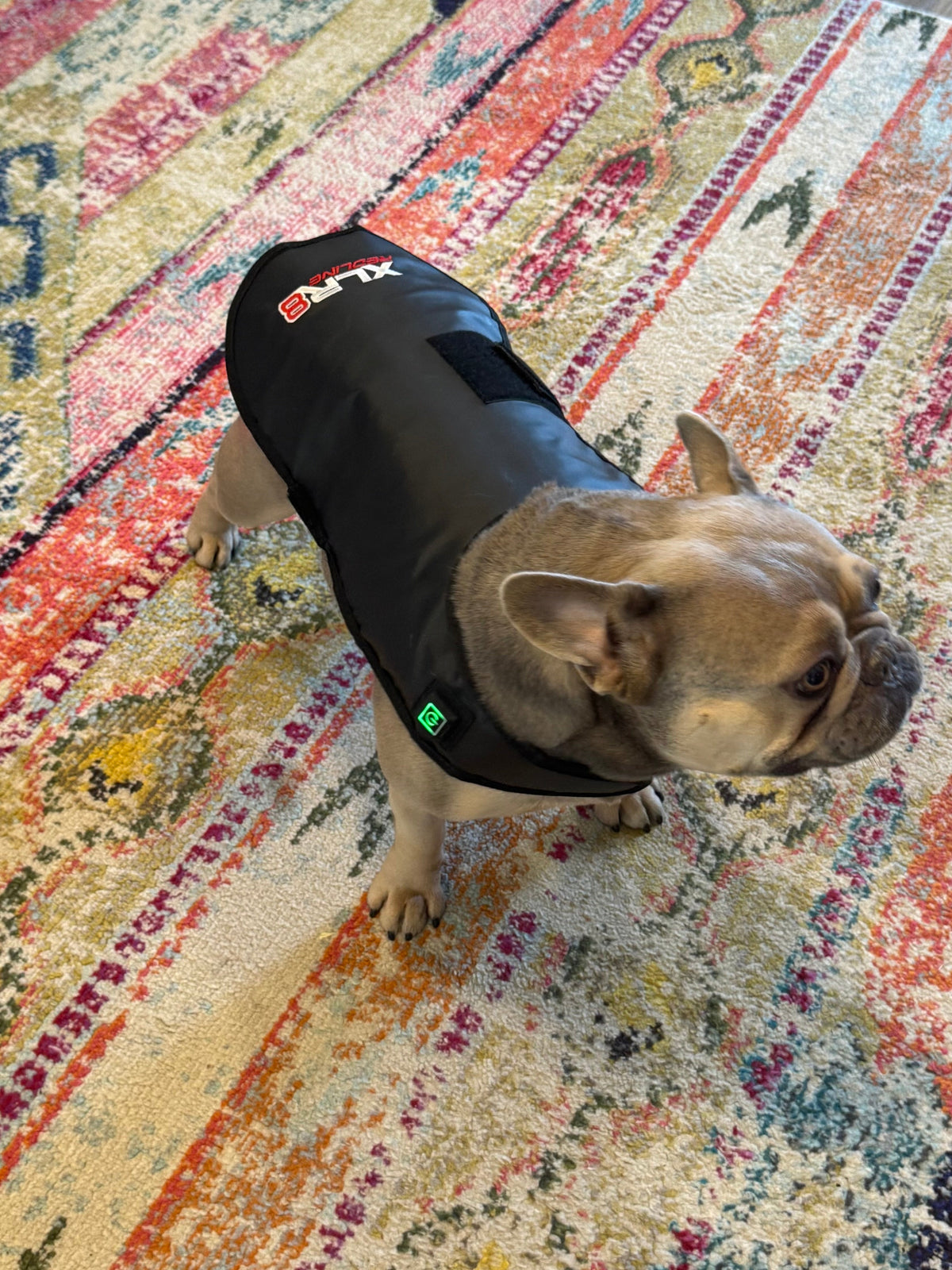 Redline Dog Wrap- Small