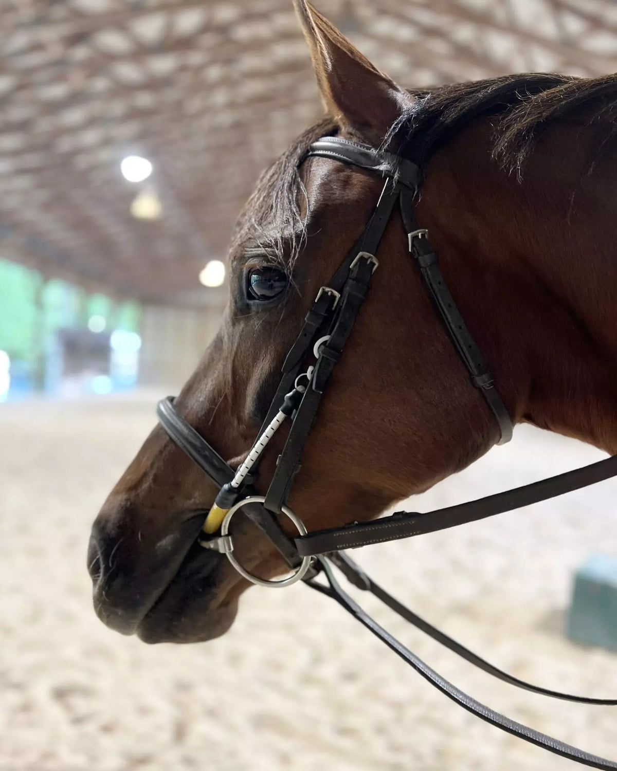 Equine Pacifier Busy Buddy Horse Pacifier - Bridle – Rider's Emporium